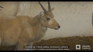 Młode zwierzęta w krakowskim zoo [upl. by Valiant]