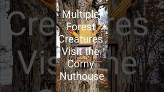 Multiple forest creatures visit the Corny Nuthouse [upl. by Sajovich]