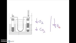 AQA A LEVEL BIOLOGY REQUIRED PRACTICAL 9 RESPIRATION [upl. by Taka961]