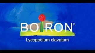 Lycopodium clavatum [upl. by Jorgenson419]