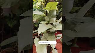 philodendron silver plants gardening garden [upl. by Calen32]