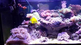 Fluval Roma 200 marine reef evergrow it 2060 2040 [upl. by Uzial]