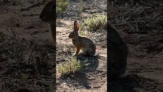 Cottontail rabbits in the leporidae family SmallAnimals Rabbits rabbitshortsvideoRabbitShorts [upl. by Solis]