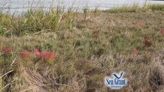 15 Second Science  Salicornia AKA quotPickleweedquot [upl. by Constance]