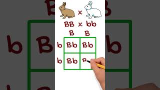 Simple Genetic Cross Example Using Punnett Squares punnettsquare genetics [upl. by Narmak258]