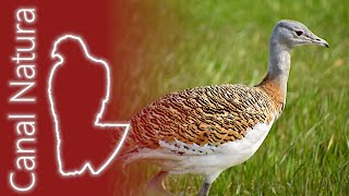 Avutarda euroasiática Otis tarda Great Bustard 4K [upl. by Hardin]