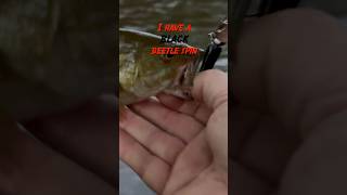 Black Lures in the Dark 🤯 fishing bassfishing smallmouthbass [upl. by Willette449]