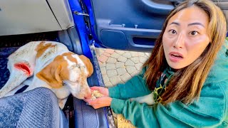 WE RESCUED A LOST PUPPY [upl. by Edva]