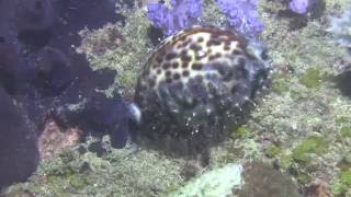 Tiger cowrie Cypraea tigris on the reef at night [upl. by Leur]