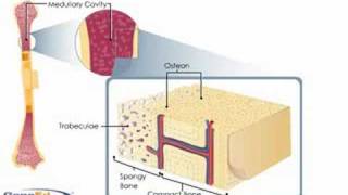 Bone anatomy [upl. by Selassie797]