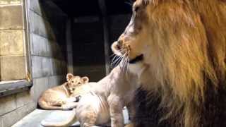 Lion Cubs Meet Dad  Cincinnati Zoo [upl. by Yrocaj238]