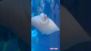 Wild Stingray and Dangerous Shark aquarium shark seacreatures underwater shortvideo viralvideo [upl. by Novyat36]