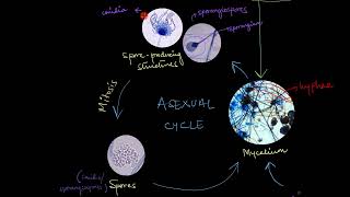 Reproduction in Fungi  Biological Classification  Biology  Khan Academy [upl. by Naehgem]