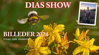 Billeder Dias Et dias show med billeder fra 2024fugledyrinsekter [upl. by Draillih]