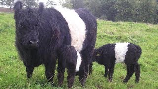 Belted Galloway Beef Cattle  Jewels Of The Pasture [upl. by Chill]