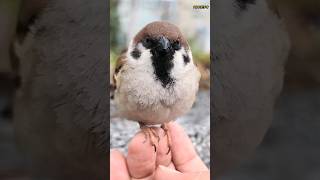 指先にチョコン bird japanese sparrow [upl. by Edna]