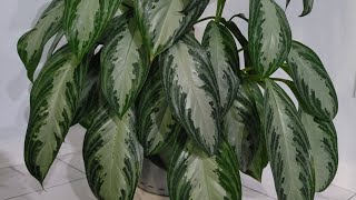 Aglaonema silver bay Chinese evergreen [upl. by Gnilyarg645]