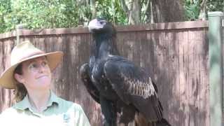 Wedge tail Eagle Aquila audax at Territory Wildlife Park NT Australia [upl. by Sedinoel]