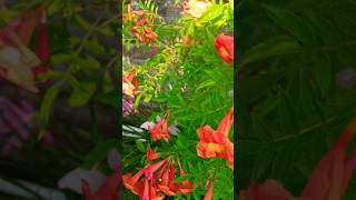 Tecoma Flowers 🌼🌼  Beautiful Flowers 🌼🌼 tecoma flowerslove flowers flowersvideo shortvideo [upl. by Walburga954]