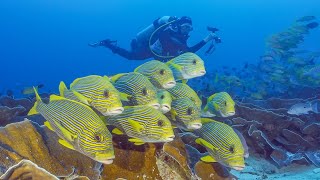 Wonderful Diving in Raja Ampat  Pef and WestMansuar  Raja4Divers Resort  Indonesia 2023  4K [upl. by Aisset]