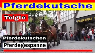 Pferdekutsche  Pferdekutschen und Pferdegespanne auf der Kutschenwallfahrt Telgte [upl. by Udella537]