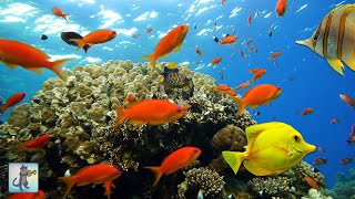 3 HOURS of Beautiful Coral Reef Fish 🐠 Relaxing Aquarium Music amp Ocean Fish [upl. by Hibbitts]