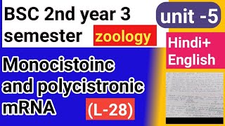 Bsc 2nd year 3 semester zoology topic Monocistonc and polycistronic mRNA [upl. by Frasco]