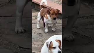 How big is that dog perrier beagle [upl. by Assiron]