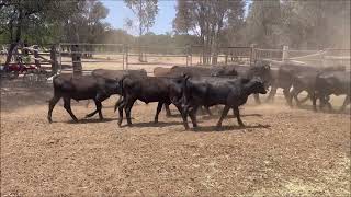 Tallawalla black steers [upl. by Mallina]