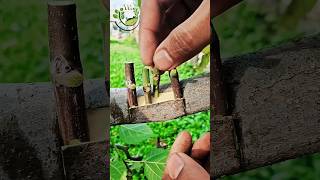 Fig Grafting very easy 2025 grafting fe shortvideo gardening [upl. by Alton]