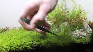 Songrow Epaqmat XXL  Aquascape Michael Mikkelsen part 2 [upl. by Acilejna240]