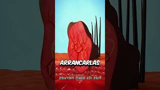 NO SAQUES LA VERRUGA sabiasque arcade sabias humor shorts CREDITOS ZACK D FILMS [upl. by Eecrad]