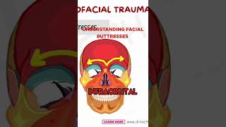 Understanding Facial Buttresses Key Structures [upl. by Benjamen]