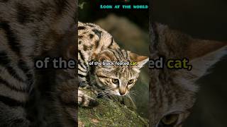 The Blackfooted Cat Africas Smallest Wild Cat [upl. by Nathanson]