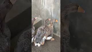 Dewlap Toulouse Goose pindah kandang baru DjuaraFarm [upl. by Standing]