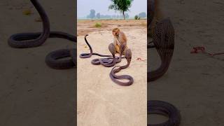 Three cobra with monkey [upl. by Mariand]