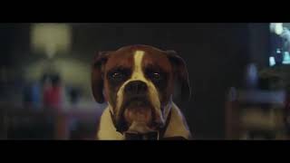 John Lewis Christmas Ad 2016 with Buster The Boxer Dog [upl. by Hanson]