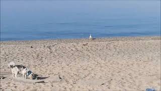 Herbstreise Italien 2024 Strand von Torre Mezza Praia und Ginepri Beach [upl. by Anthony458]