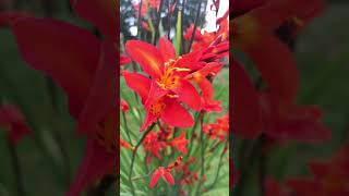 Crocosmia  My New Perennial Plant 😊 [upl. by Adok]