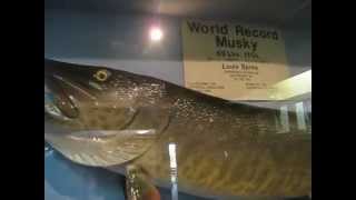 World Record Muskie [upl. by Ahsemot925]