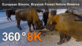 European Bison Bryansk Forest Nature Reserve 8K 360 video [upl. by Hnib]