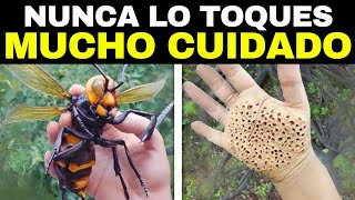 50 Insectos Más Aterradores Y Peligrosos Del Mundo [upl. by Bodkin682]