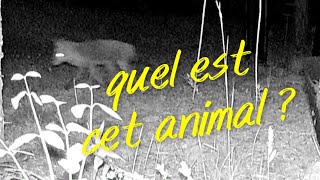 Mais quel est cet animal [upl. by Nage]