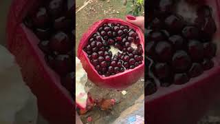 Pomegranate seeds are so delicious fruits farming gardening garden pomegranate [upl. by Noid]