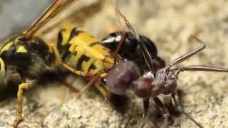 European Wasp Vs Bull Ant [upl. by Emmie]