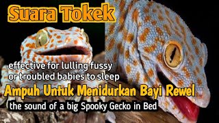 Suara Tokek Pengantar Bayi Susah Tidur Full 1 jam  the sound of a big Spooky Gecko in Bed Eps 11 [upl. by Icat]