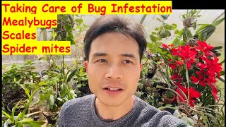 How to get rid of bug infestation mealybugs scales spider mites  Biological and chemical methods [upl. by Uhej]