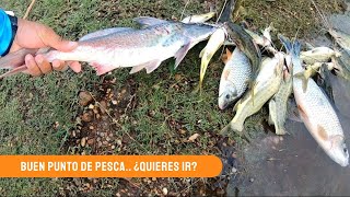 Increíble pesca variada Ya conocías este lugar [upl. by Prem]