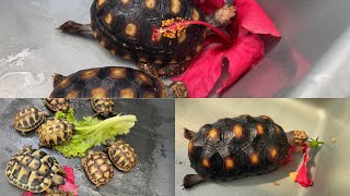 Testudo Hermanni Golden Greek Cherryhead Tortoise amp Redfoot Tortoise 🐢  INDONESIA 🇮🇩 [upl. by Farro]