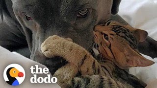 Kitten Bullies His 130Pound Dog Brother  The Dodo [upl. by Godfree]